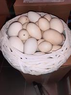 Uitgeblazen ganzen eieren 19 stuks +de mand  en kieviets ..., Dieren en Toebehoren, Meerdere dieren, Gans of Zwaan