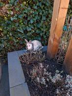 Jong konijn, Vrouwelijk, Groot, 0 tot 2 jaar