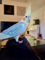 Valkparkieten wildkleur split gepareld man x albino pop, Dieren en Toebehoren, Meerdere dieren, Parkiet, Geringd