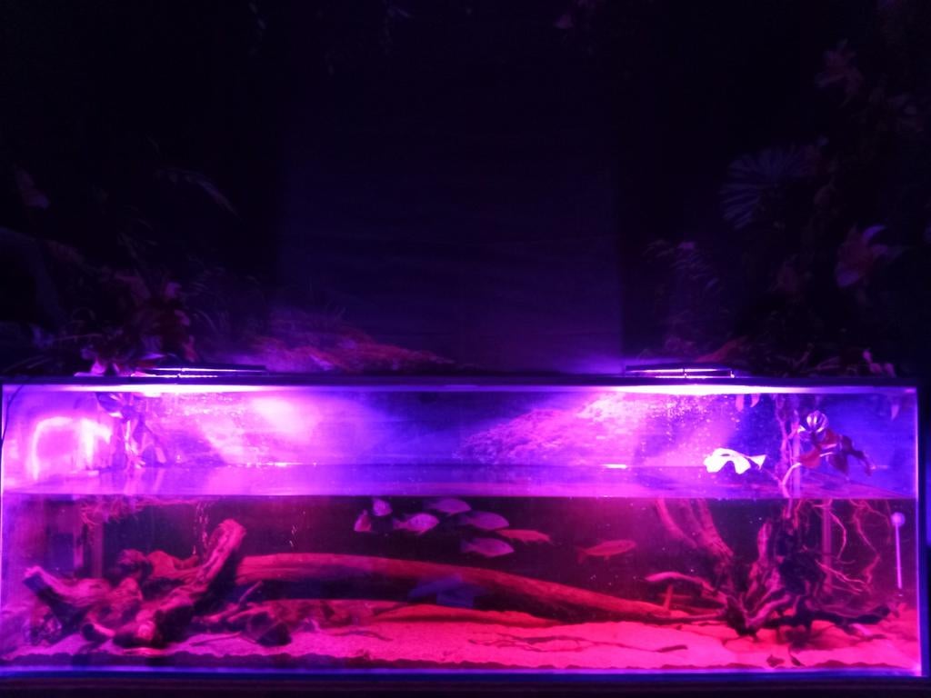 Zuid amerikaanse vissen gezocht., Dieren en Toebehoren, Ophalen, Nieuw