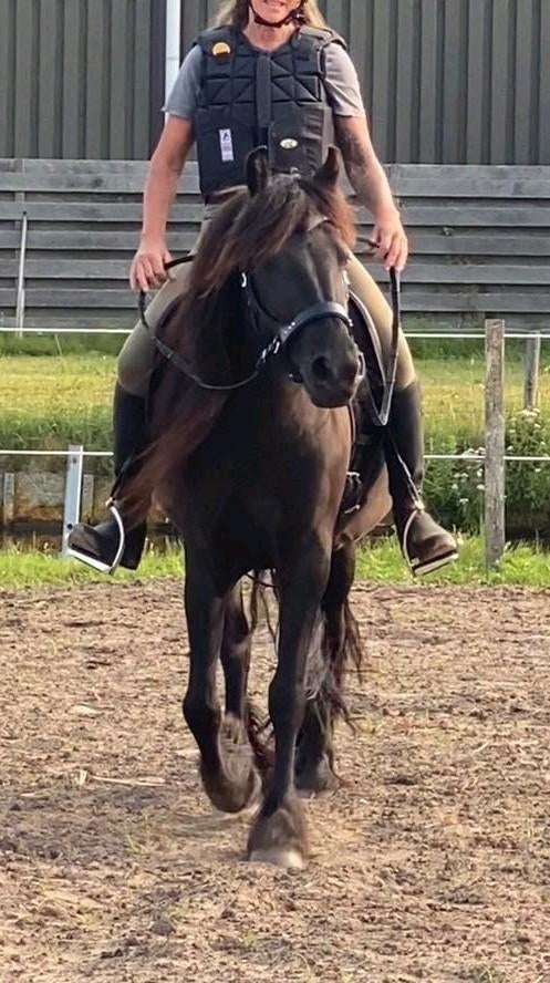 Prachtige mensgerichte Fell pony te koop, Merrie