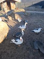 3 muskus/kaapse eenden., Meerdere dieren, Eend