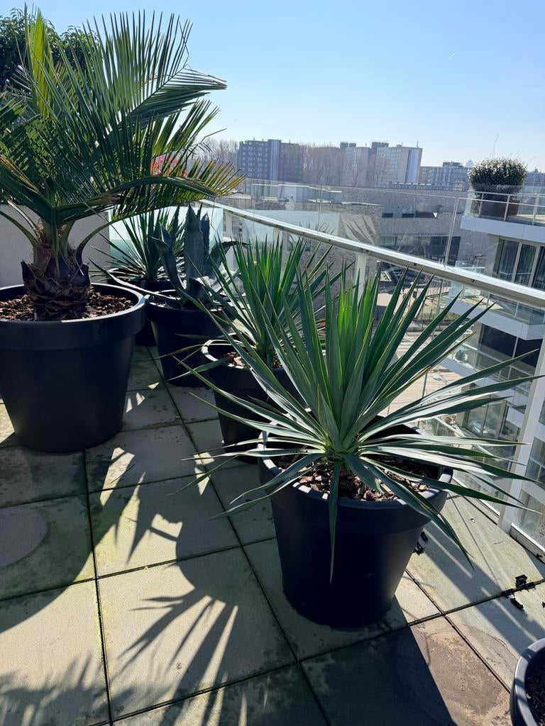 4x Yucca Gloriosa planten in potten (55cm hoog), Volle zon, Vaste plant, Zomer, Ophalen