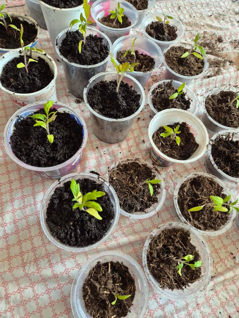 Stekjes, Tuin en Terras, Planten | Tuinplanten, Ophalen, Volle zon, Groenteplanten, Eenjarig
