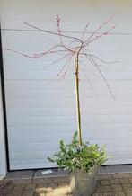 Japanse esdoorn rood 150cm hoog in aluminium emmer, Ophalen, Overige soorten, Volle zon