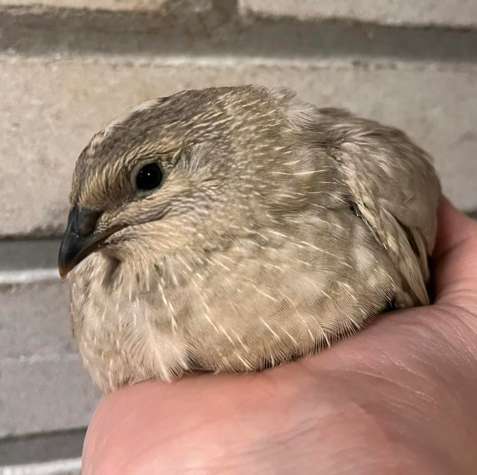 3 japanse kwartel hanen, Mannelijk