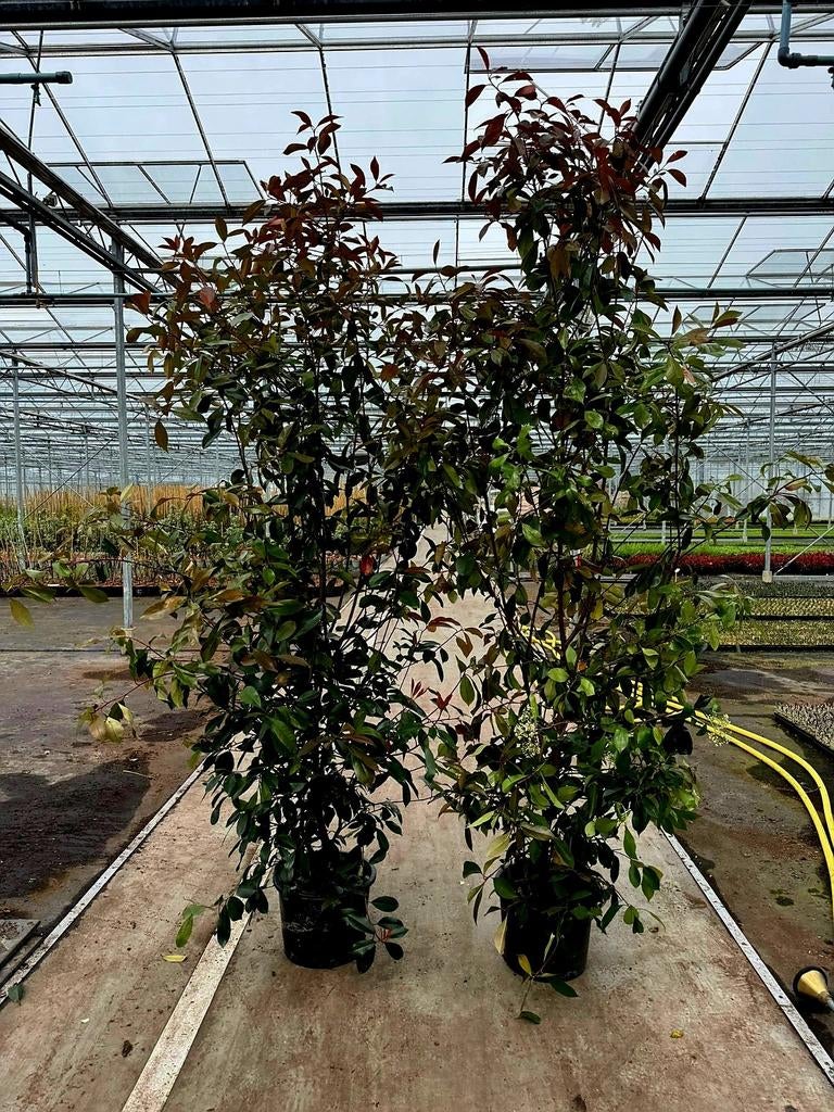 Photinia Fraseri Red Robin 🍁🌿 groenblijvende haagplant🍁🌿, Tuin en Terras, Ophalen, Halfschaduw, Overige soorten