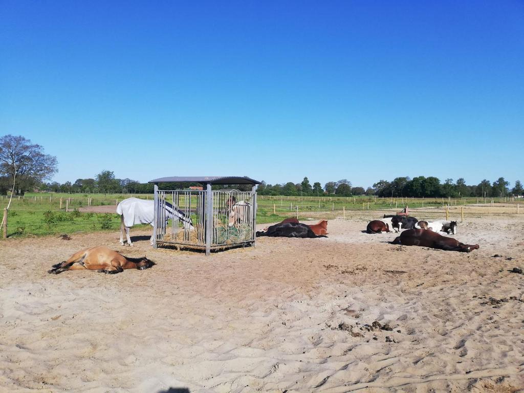 Paddock Paradise Bornerbroek, Dieren en Toebehoren, Weidegang, Nvt, 1 paard of pony, Nvt