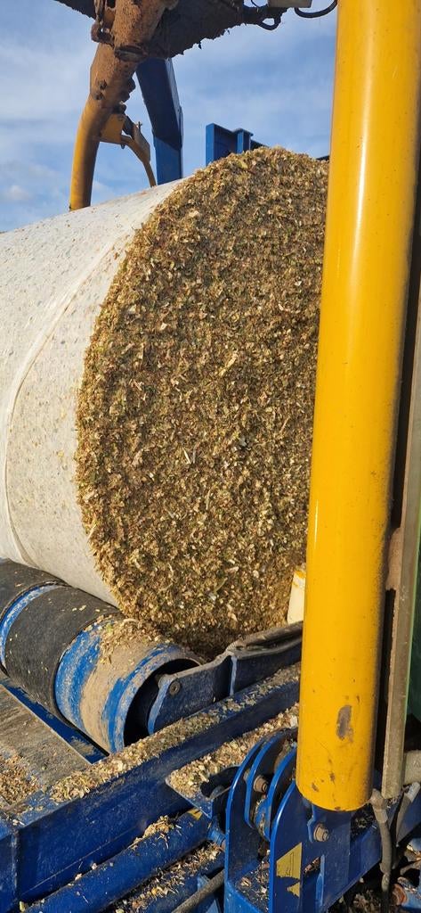 Mais, Ophalen of Verzenden, Vee