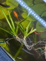 Valisneria stekjes, Ophalen of Verzenden