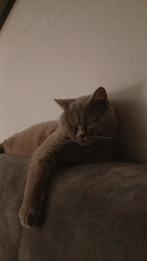 Britse Korthaar Dekkater, Kater, Gechipt, 0 tot 2 jaar