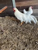 Schijndelaar haan., Mannelijk, Kip