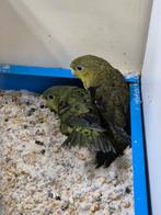 Jonge catharina parkieten mogen verhuizen, Dieren en Toebehoren, Vogels | Parkieten en Papegaaien, Meerdere dieren, Parkiet, Geringd