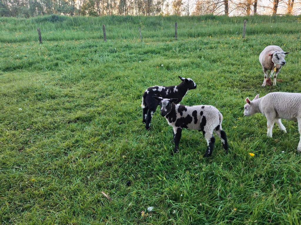 2 bonte fleslammeren zwoegervrij, Dieren en Toebehoren, Meerdere dieren, Schaap