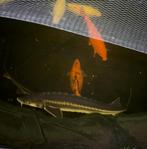 Diamantsteur , 1meter, Dieren en Toebehoren, Vissen | Vijvervissen, Steur