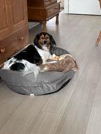 Honden, kleine huisdieren en paarden oppas, Diensten en Vakmensen, Dieren | Honden | Verzorging, Oppas en Les, Particuliere oppas