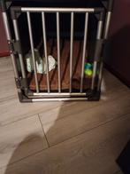 Te koop, 15 weken tot 1 jaar, Teef, Parvo, Bulldog