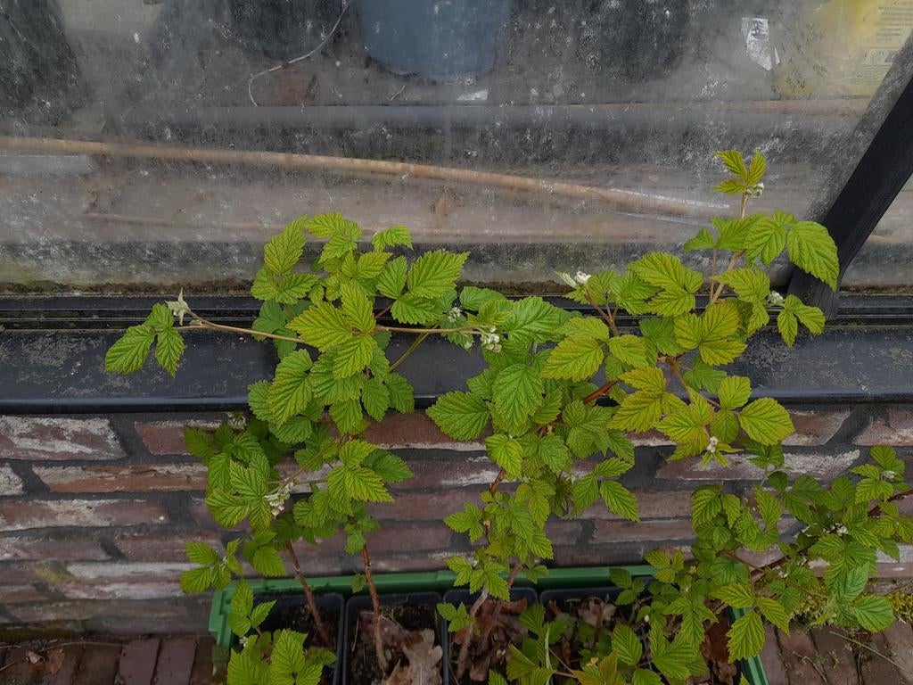 Framboos planten, Ophalen, Volle zon