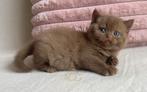 Zeldzame Britse Korthaar kitten – cinnamon, Poes, Met stamboom, 0 tot 2 jaar