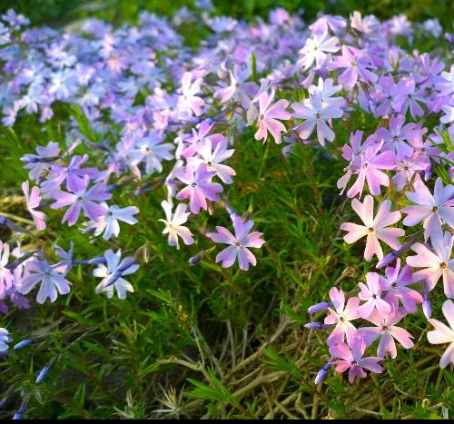 Tuinplanten - Kruipphlox - Chemievrij - Voorjaarsbloeier, Tuin en Terras, Bodembedekkers, Volle zon, Vaste plant, Ophalen of Verzenden