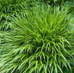 HACHONECHLOA Japans berggras, Eén persoon, Cadeaubon