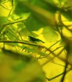 Mooie Blauwe Garnalen Neocardina, Dieren en Toebehoren, Vissen | Aquariumvissen, Kreeft, Krab of Garnaal, Zoetwatervis, Schoolvis