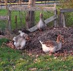 Toulouse ganzen  broedeieren  8 euro