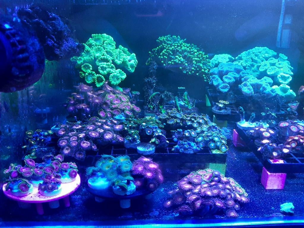 Zoa stekken voor het zeeaquarium, Dieren en Toebehoren, Vissen | Aquariumvissen, Overige typen