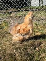 USA Zijdehoen Buff Frizzle Haan, Dieren en Toebehoren, Mannelijk, Kip