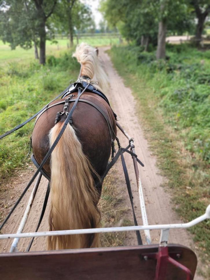 Zuidduits trekpaard, schwarwälder ruin 4 jaar, Dieren en Toebehoren, Paarden, Ruin, Recreatiepaard