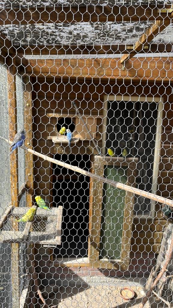 Grasparkietjes te koop, Dieren en Toebehoren, Vogels | Kanaries, Meerdere dieren, Kleurkanarie