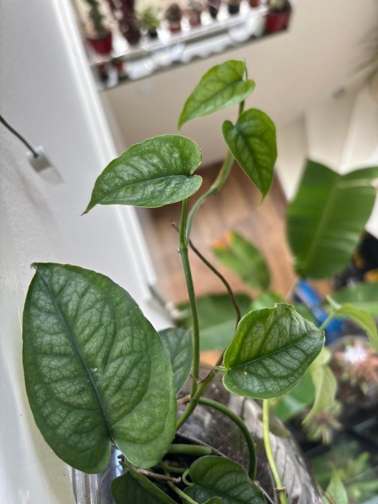 Terrariumplant Monstera siltepecana, Huis en Inrichting, Kamerplanten, Ophalen of Verzenden, Halfschaduw, Minder dan 100 cm