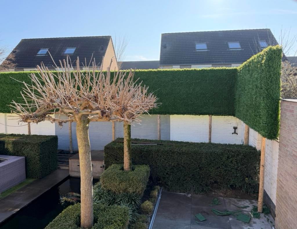 🌿 Maak van elke ruimte een groene beleving 🌿, Ophalen of Verzenden, Zo goed als nieuw