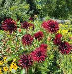 Dahlia, Ophalen of Verzenden, Voorjaar, Volle zon, Knol