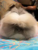 Gecastreerde Teddy dweg ram -> 12 weken oud, Dieren en Toebehoren, Konijnen, Mannelijk, Dwerg, 0 tot 2 jaar