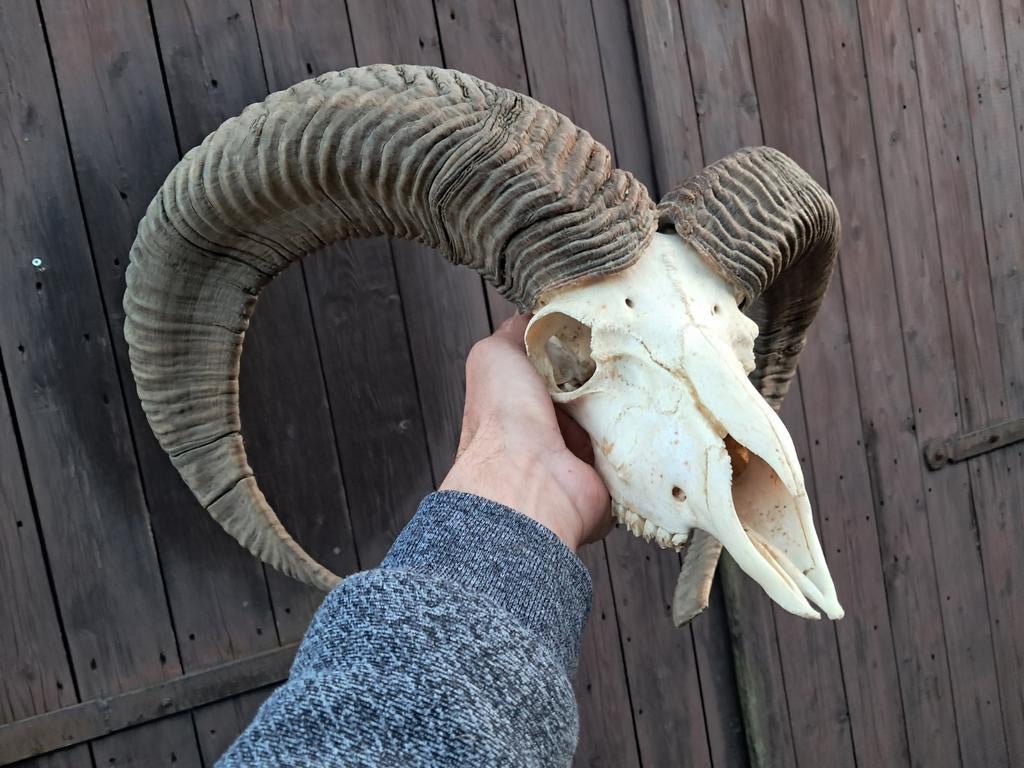 Moeflon ram schedel, hoorn. Groot / zwaar. Landelijk mancave, Ophalen of Verzenden, Gebruikt, Wild dier, Opgezet dier
