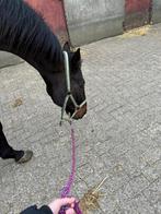 Stal hulp Ede Lunteren Bennekom Ederveen 🐴, Dieren en Toebehoren, Stalling en Weidegang