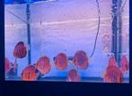 8x Europese Discusvissen (Stöcker) San Merah 12-14 cm, Vis, Zoetwatervis, Schoolvis