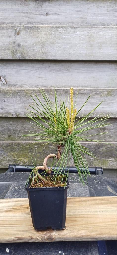 Kuromatsu (Japanse Zwarte Den) pré bonsai, Overige soorten, Volle zon, Vaste plant, Ophalen of Verzenden