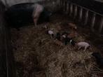 Husumer biggen, ze zijn er weer! mogen 18 april weg €.100,-, Dieren en Toebehoren, Meerdere dieren, Varken, 0 tot 2 jaar