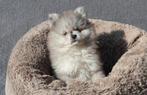 Prachtige raszuivere pomeranian/pomeriaan pups, Parvo, Keeshond, 8 tot 15 weken, Meerdere