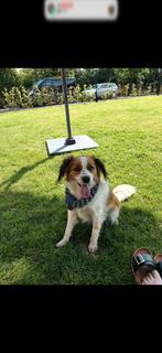 Fijn thuis gezocht!, Dieren en Toebehoren, Parvo, Eén hond, 3 tot 5 jaar, Nederland