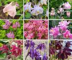 Zaden Akelei mix Bio uit eigen tuin, Ophalen of Verzenden, Volle zon, Zaad