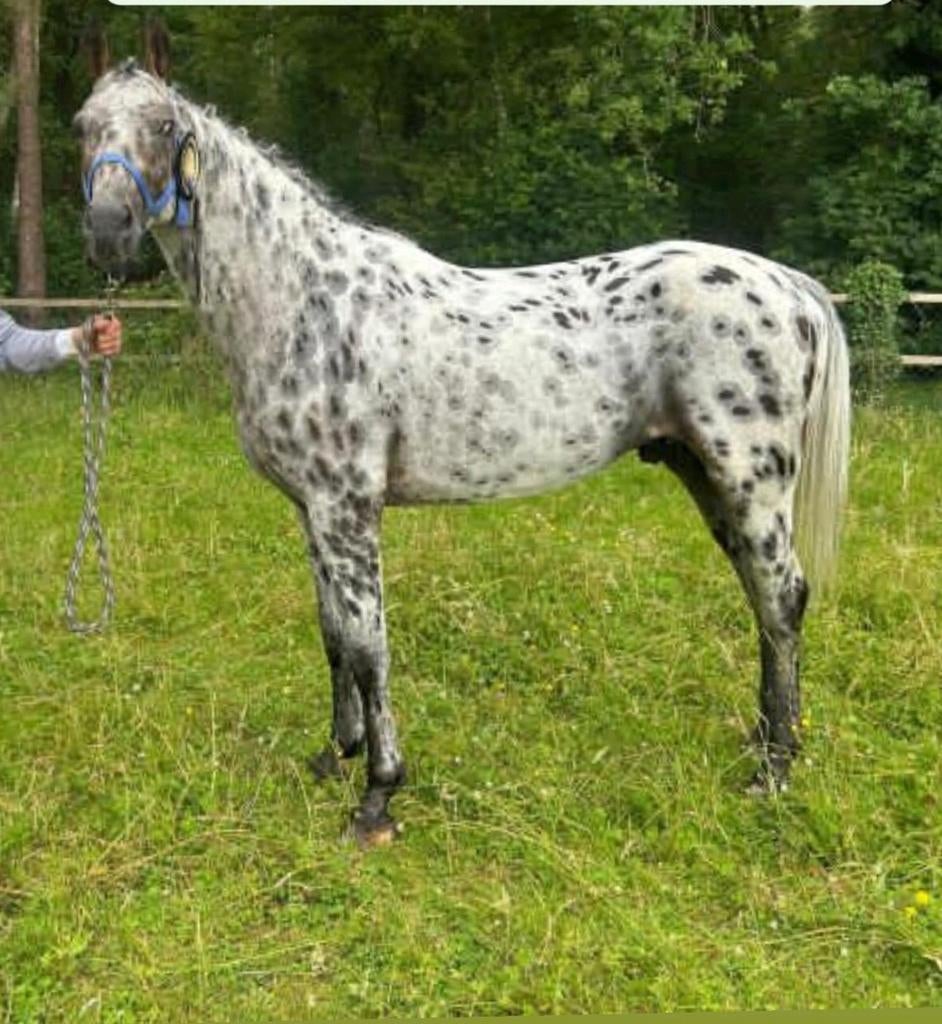 Appaloosa hengst ter dekking!, Dieren en Toebehoren, Paarden en Pony's | Dekhengsten en Fokmerries, Hengst
