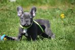 Franse bulldog pups, 15 weken tot 1 jaar, Buitenland, Parvo, Bulldog