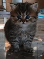 Mooie Britse Langhaar kittens!, Dieren en Toebehoren, Katten en Kittens | Raskatten | Langhaar, Meerdere dieren, Gechipt, 0 tot 2 jaar