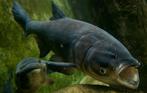 Slak-etende karper / Black Carp 16–20 cm - Koidream Valburg, Dieren en Toebehoren, Overige soorten