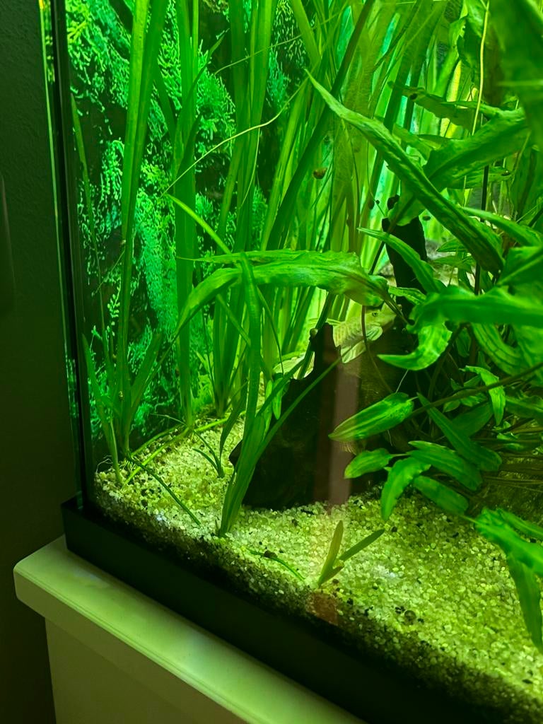 Vallisneria aquariumplanten, Ophalen, Nieuw, Plant(en), Steen of Hout