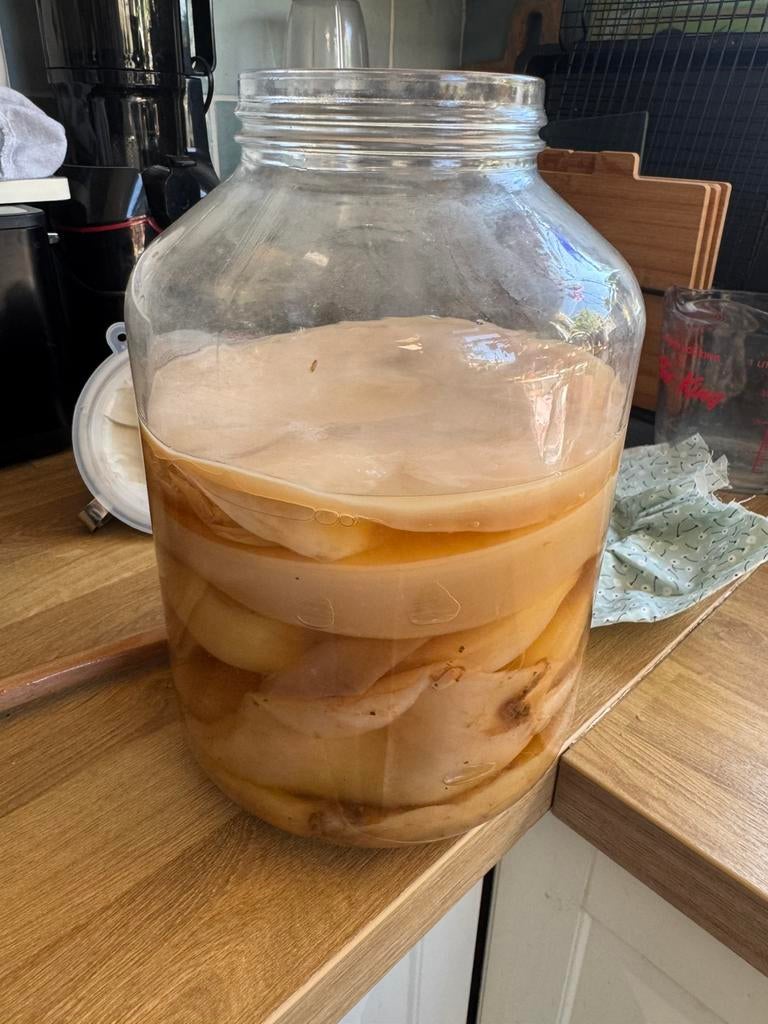 Kombucha scobie zwam groot, Diversen, Ophalen