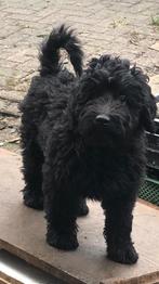 Labradoodle, 1 tot 2 jaar, Parvo, Eén hond, Nederland